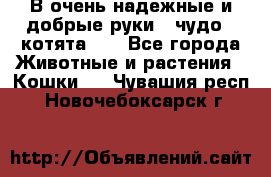 В очень надежные и добрые руки - чудо - котята!!! - Все города Животные и растения » Кошки   . Чувашия респ.,Новочебоксарск г.